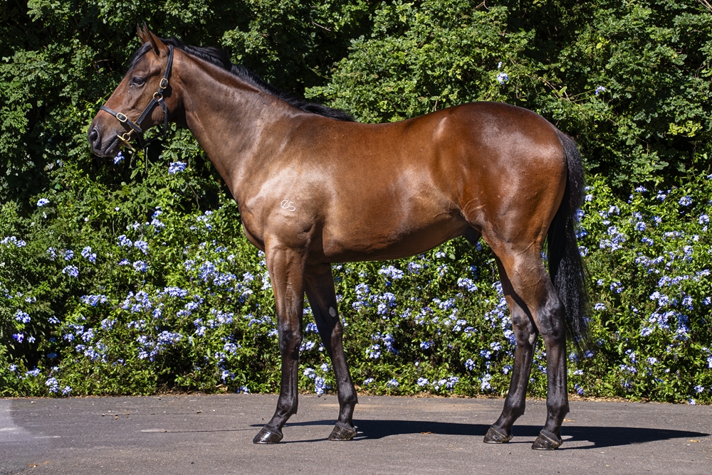 Brave Smash (JPN) / Flute of Brut (AUS) 2024 Colt - Image 1