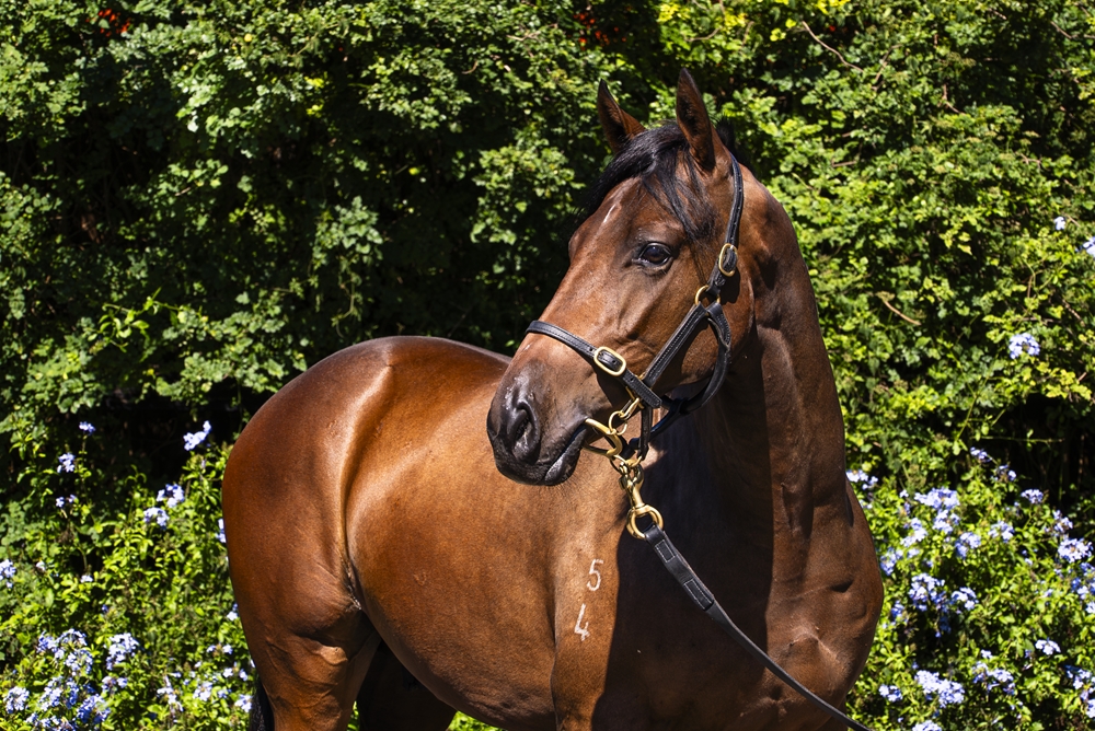 Brave Smash (JPN) / Flute of Brut (AUS) 2024 Colt - Image 2