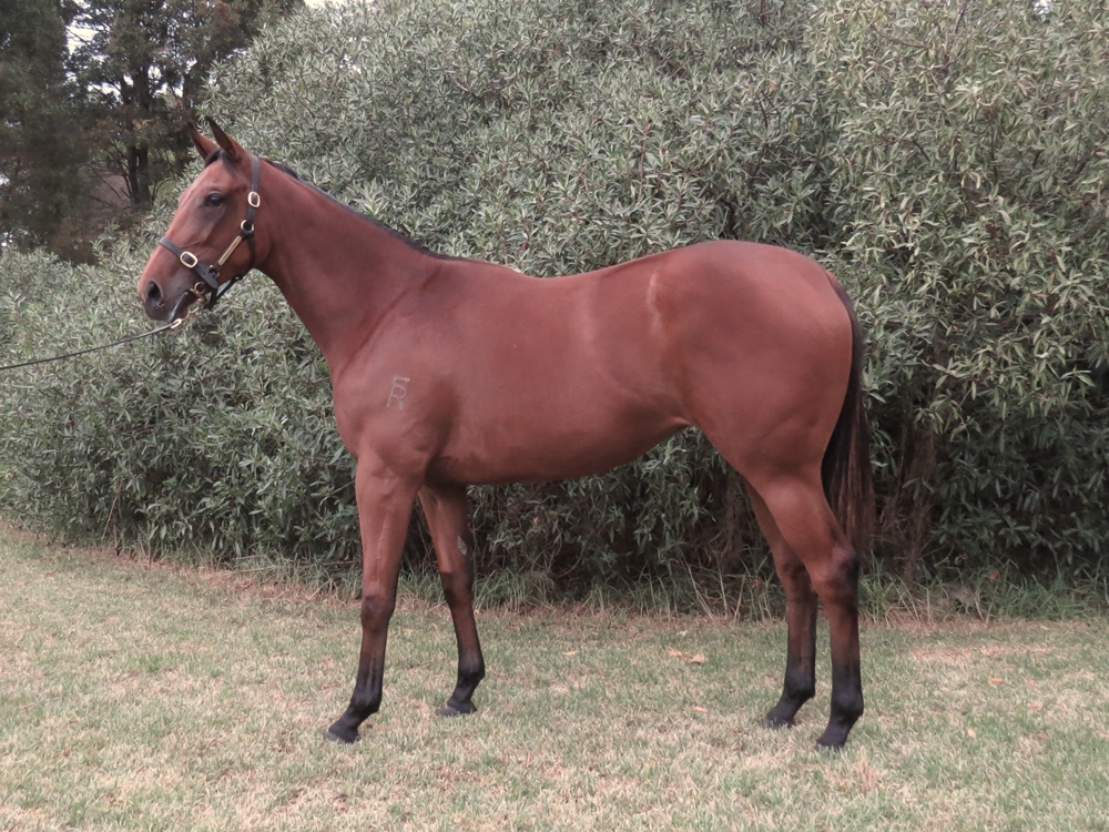Cape of Good Hope (IRE) / Shade of Red (AUS) 2024 Filly - Image 1