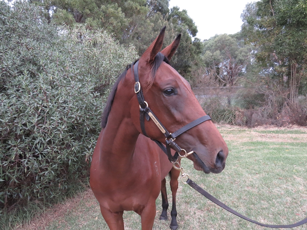 Cape of Good Hope (IRE) / Shade of Red (AUS) 2024 Filly - Image 2