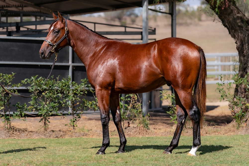 Churchill (IRE) / Shrewvelon (AUS) 2024 Colt - Image 1