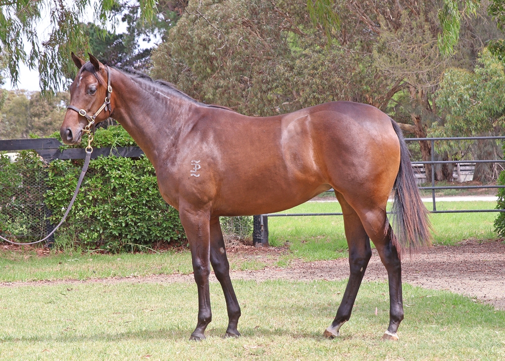 Supido (AUS) / Sawaary (AUS) 2024 Filly - Image 1