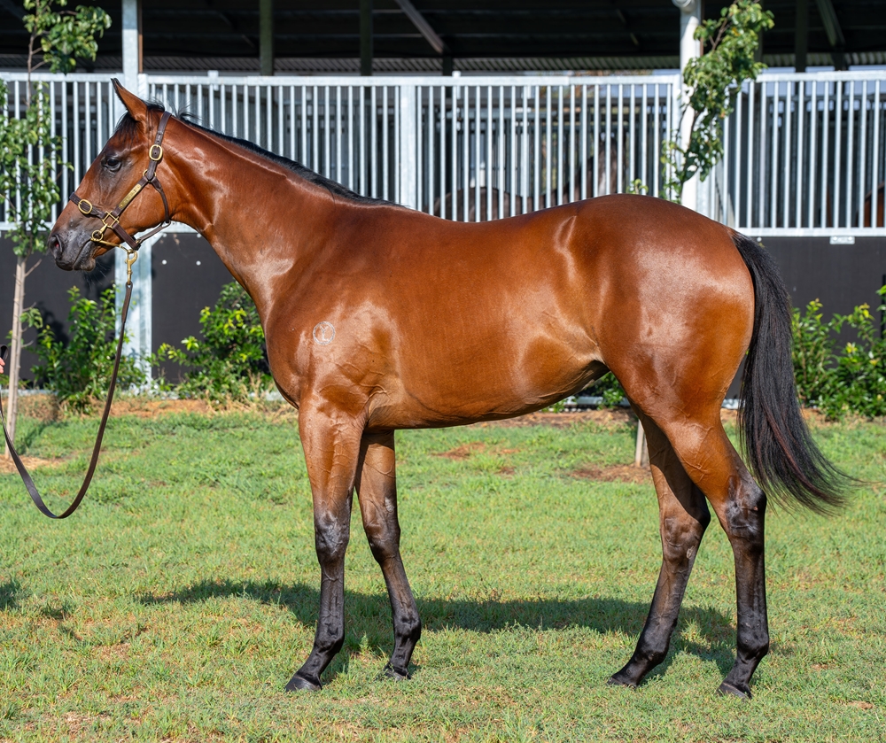 Diatonic (JPN) / Outlook (AUS) 2024 Filly - Image 1