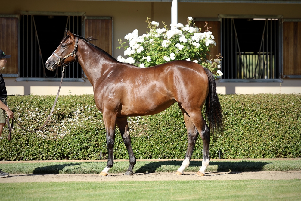 Royal Meeting (IRE) / Raweesha (AUS) 2024 Filly - Image 1