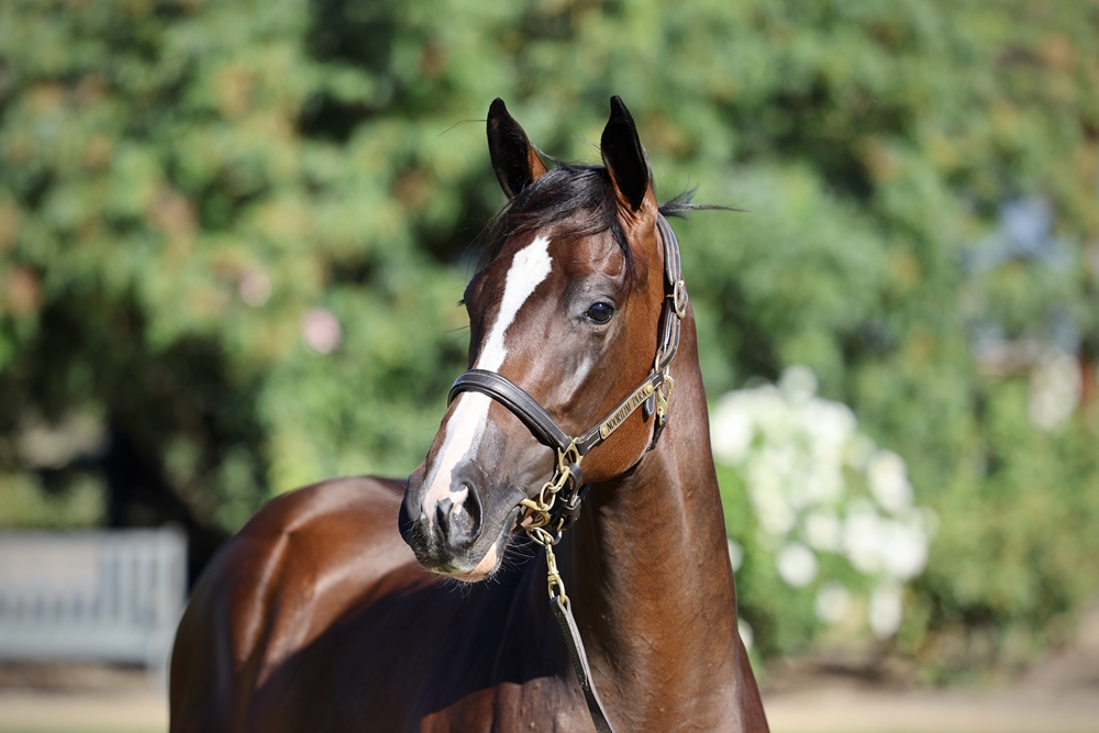 Royal Meeting (IRE) / Raweesha (AUS) 2024 Filly - Image 2