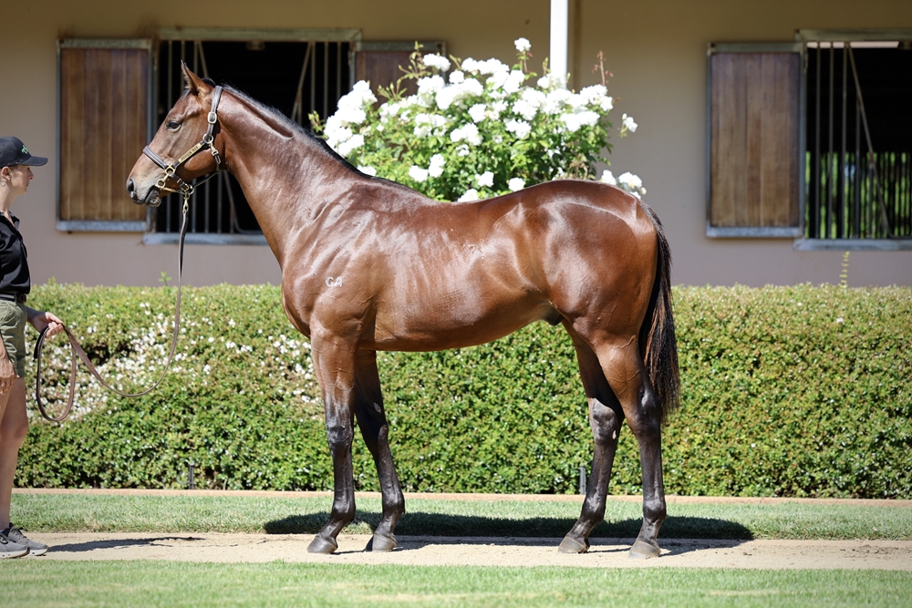 Shamus Award (AUS) / Shebang (AUS) 2024 Colt - Image 1
