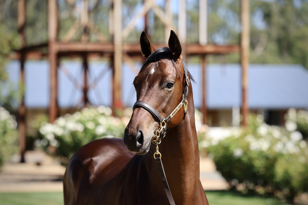 Shamus Award (AUS) / Shebang (AUS) 2024 Colt - Image 2