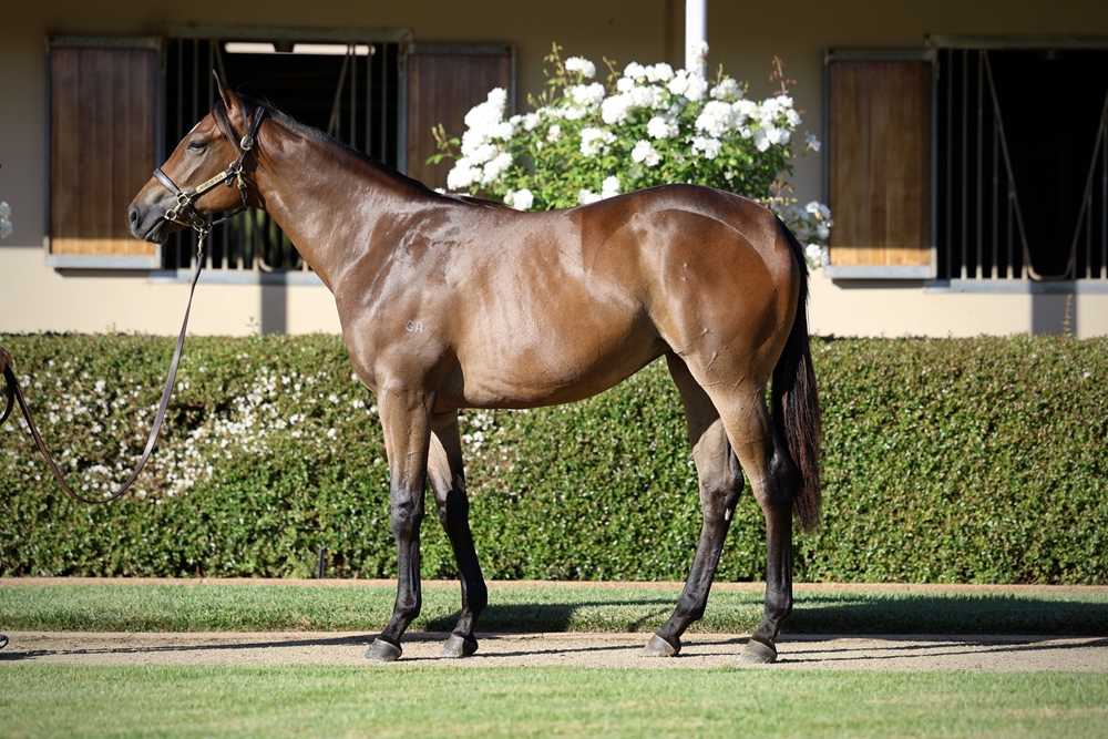 Extreme Warrior (AUS) / Sheen (AUS) 2024 Filly - Image 1