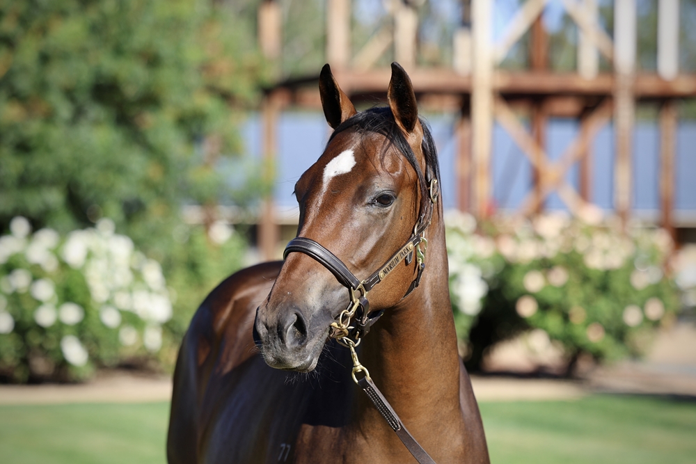 Extreme Warrior (AUS) / Sheen (AUS) 2024 Filly - Image 2