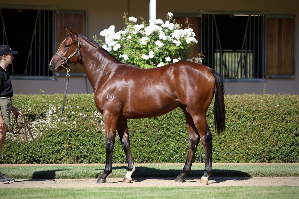 Alabama Express (AUS) / Trusteed (NZ) 2024 Colt - Image 1