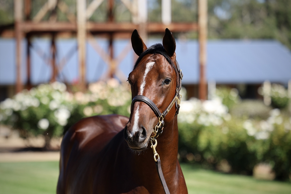 Alabama Express (AUS) / Trusteed (NZ) 2024 Colt - Image 2