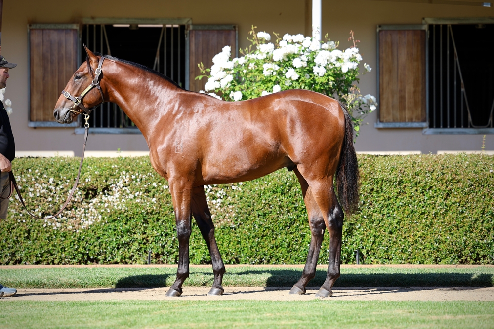 Hitotsu (AUS) / Complete Finish (AUS) 2024 Colt - Image 1