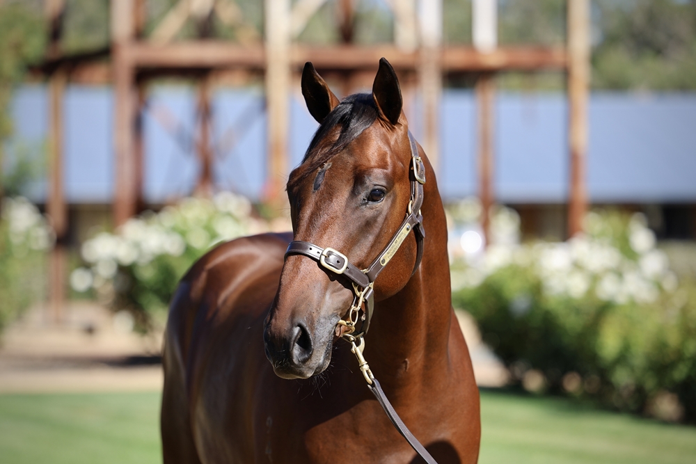 Hitotsu (AUS) / Complete Finish (AUS) 2024 Colt - Image 2