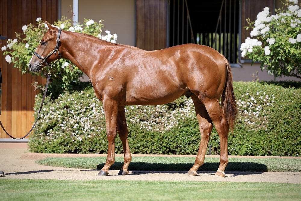 Hanseatic (AUS) / Dolly Fabulous (AUS) 2024 Colt - Image 1