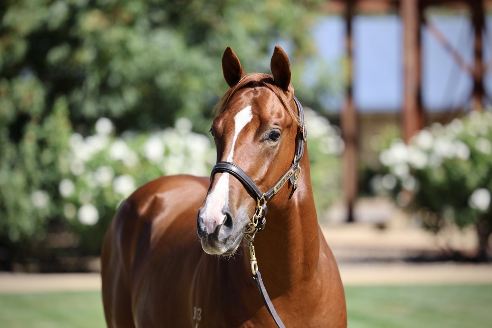 Hanseatic (AUS) / Dolly Fabulous (AUS) 2024 Colt - Image 2