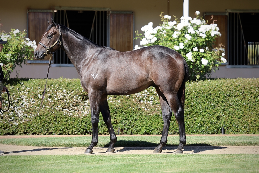 Dirty Work (AUS) / Foxiest (AUS) 2024 Colt - Image 1