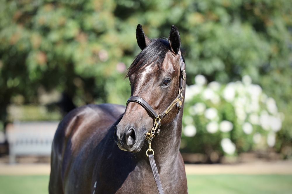 Dirty Work (AUS) / Foxiest (AUS) 2024 Colt - Image 2