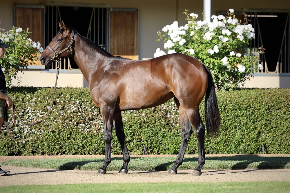 Paulele (AUS) / Gauss (AUS) 2024 Filly - Image 1