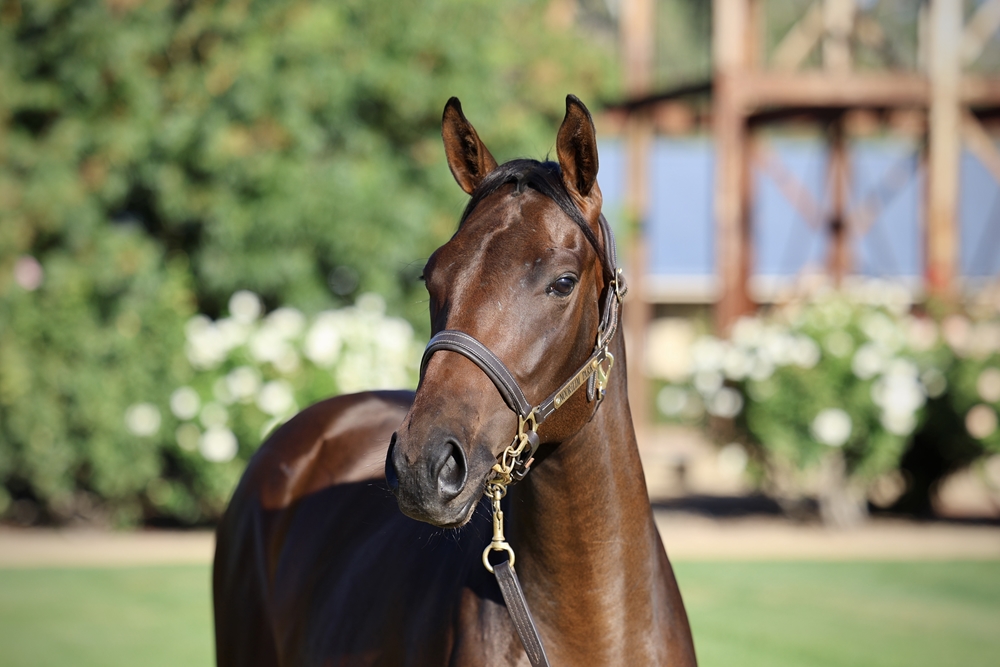 Paulele (AUS) / Gauss (AUS) 2024 Filly - Image 2