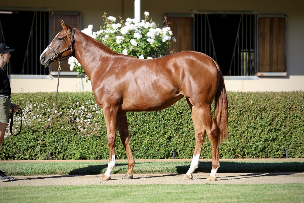 Hanseatic (AUS) / Just Like Fire (NZ) 2024 Filly - Image 1