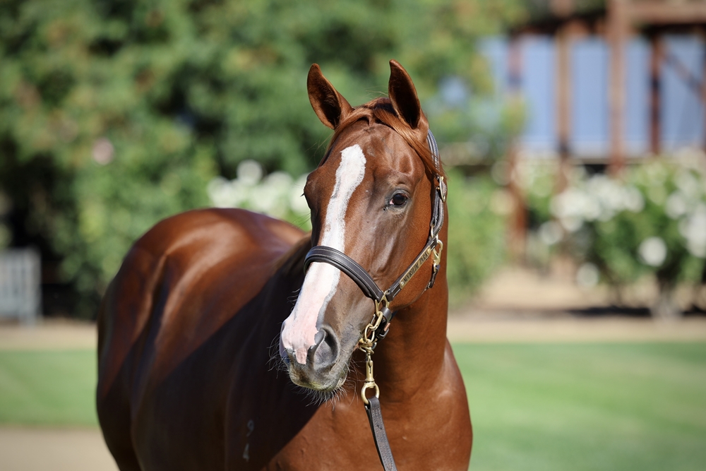 Hanseatic (AUS) / Just Like Fire (NZ) 2024 Filly - Image 2