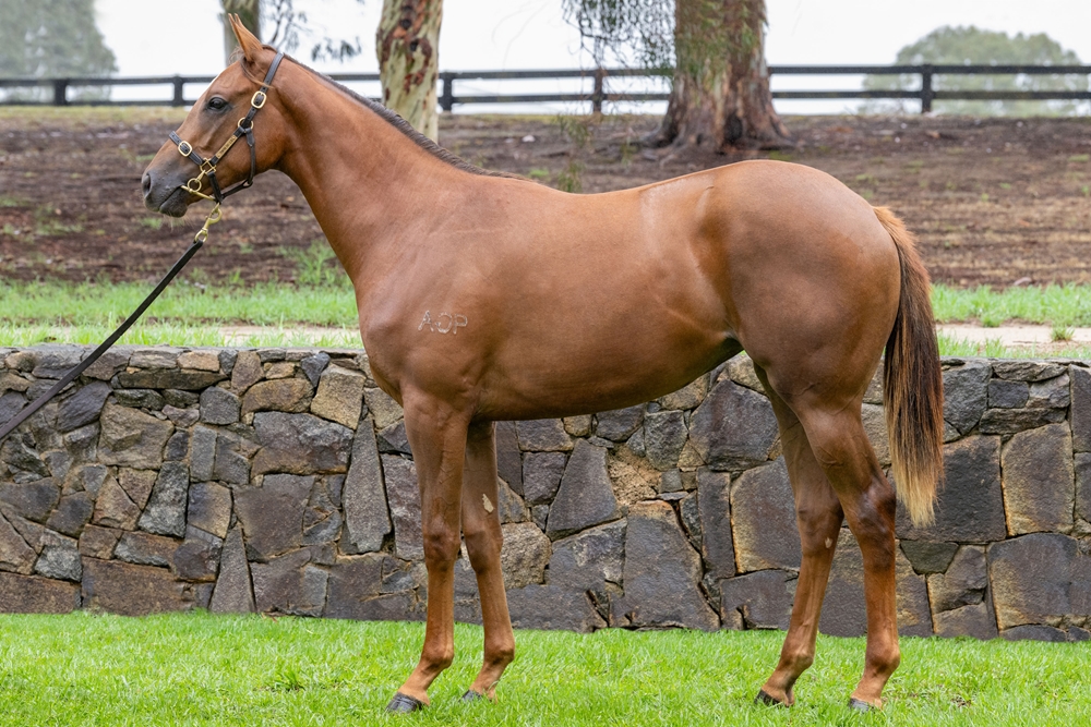 King's Legacy (AUS) / Swish (AUS) 2024 Filly - Image 1