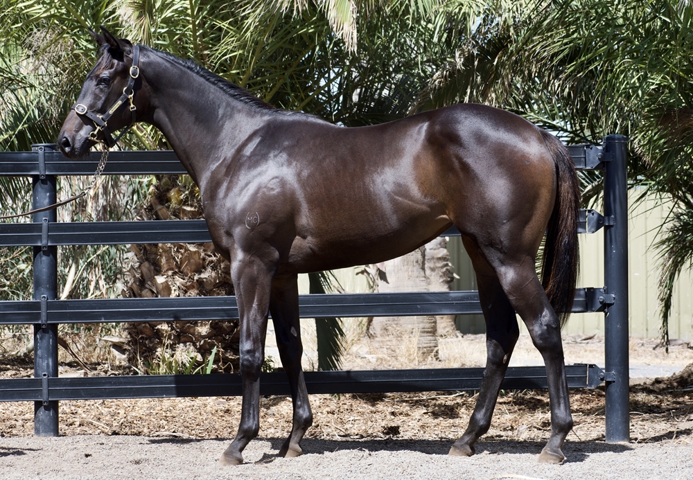 Kermadec (NZ) / Savalook (NZ) 2024 Filly - Image 1