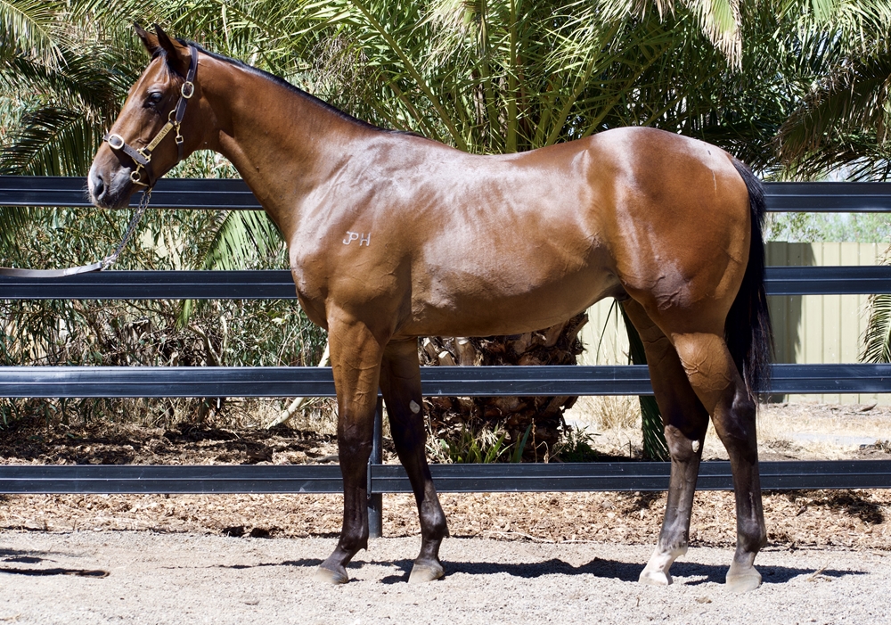 Rich Enuff (AUS) / Heka Express (AUS) 2024 Colt - Image 1