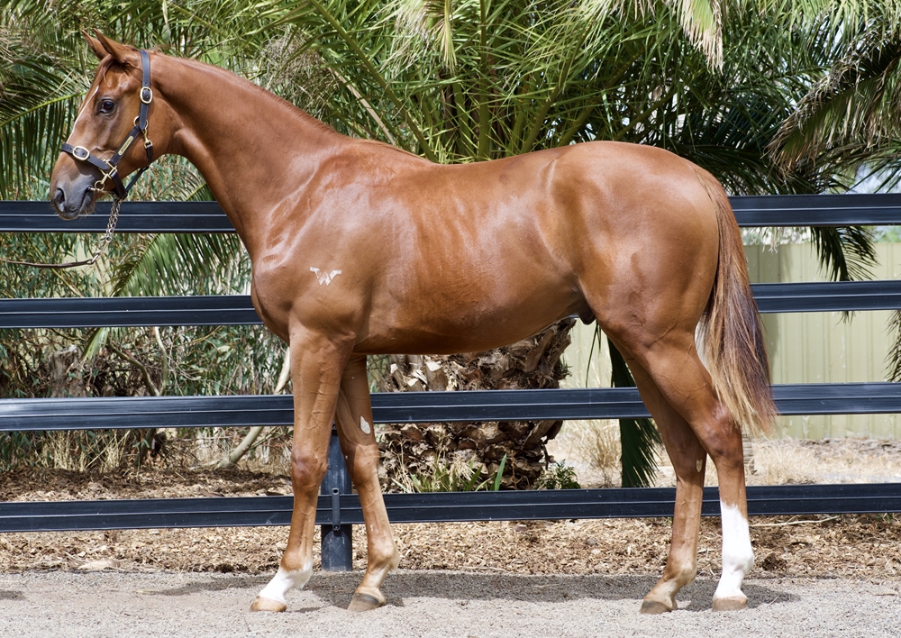 Rich Enuff (AUS) / Honey Go Lightly (AUS) 2024 Colt - Image 1