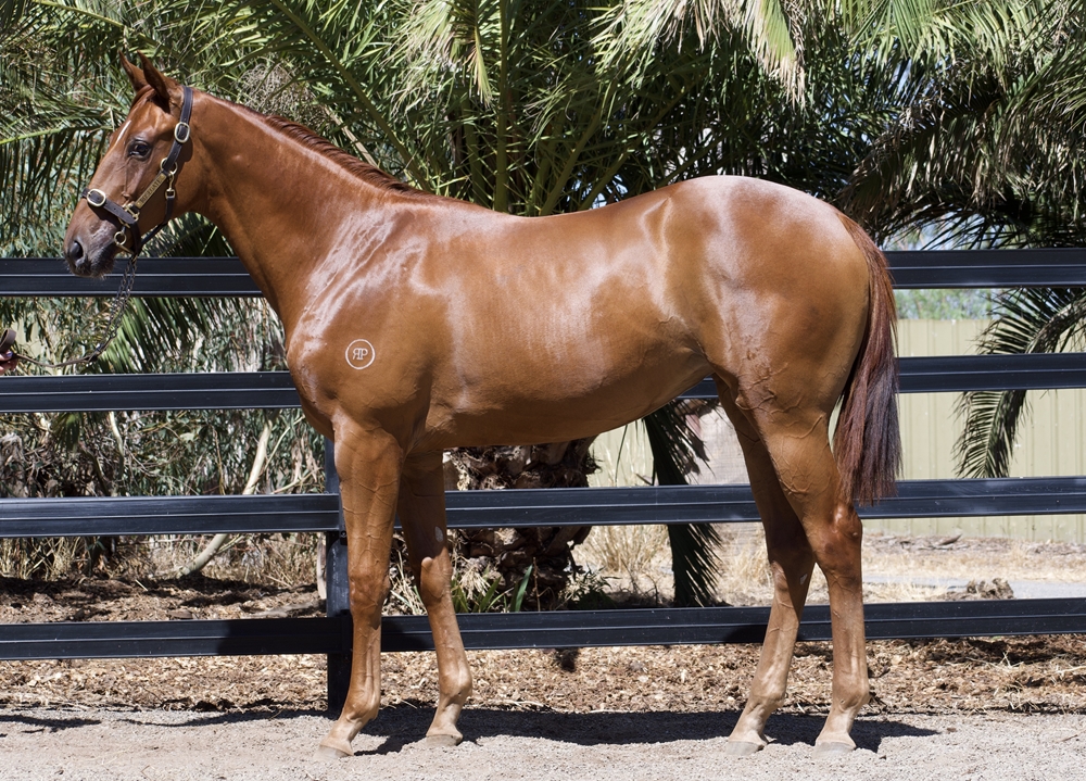Rich Enuff (AUS) / Karnataka (AUS) 2024 Filly - Image 1