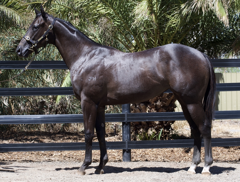Daumier (AUS) / Our Emily Mia (AUS) 2024 Filly - Image 1