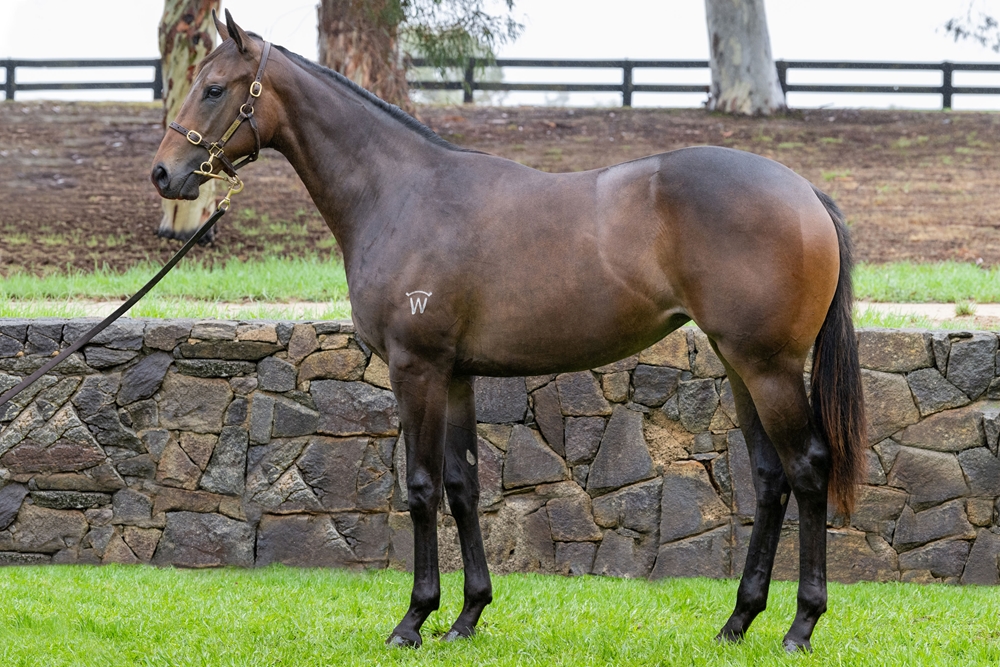 Stay Inside (AUS) / Sassari (NZ) 2024 Filly - Image 1