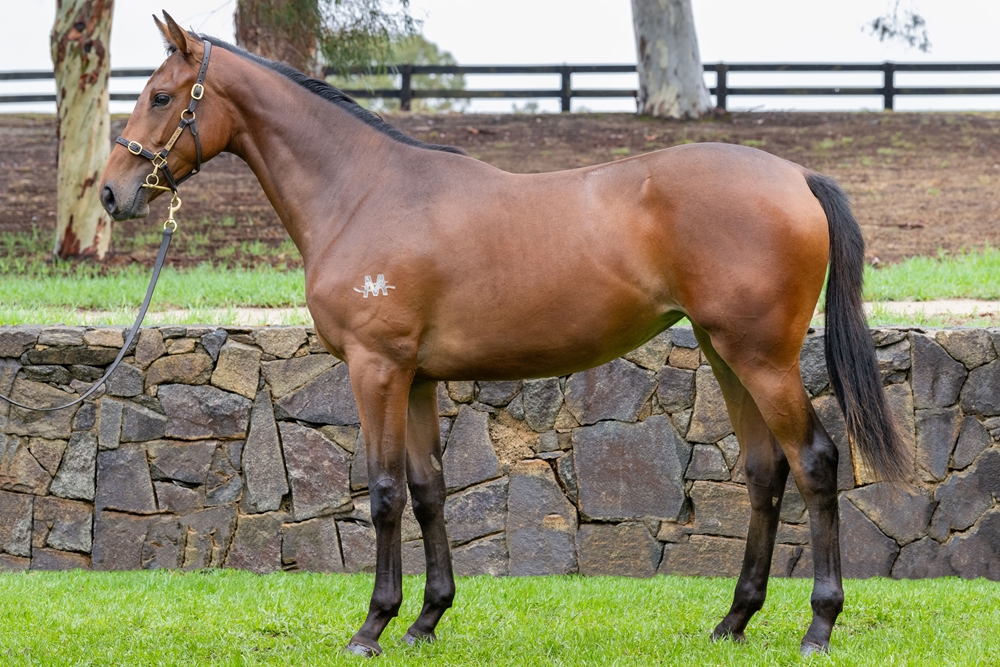 State of Rest (IRE) / Yggdrasil (NZ) 2024 Filly - Image 1