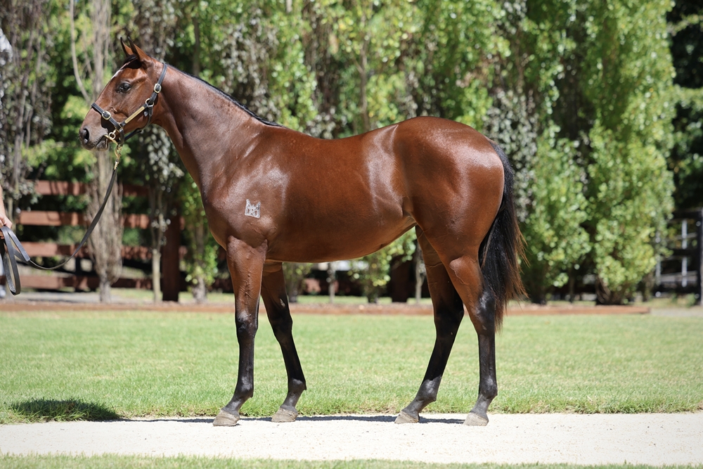 Cosmic Force (AUS) / Wonderbabe (AUS) 2024 Filly - Image 1