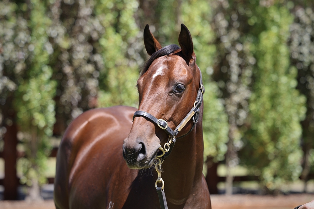 Cosmic Force (AUS) / Wonderbabe (AUS) 2024 Filly - Image 2