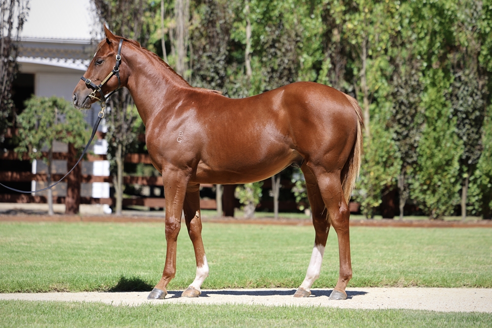 Home Affairs (AUS) / Yangarra Rose (AUS) 2024 Colt - Image 1