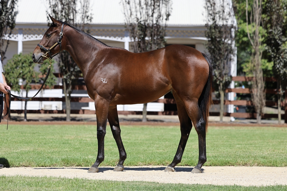 Tagaloa (AUS) / Zouflu (AUS) 2024 Filly - Image 1