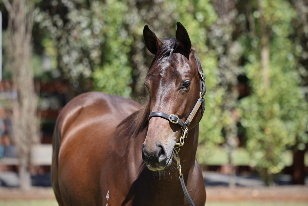Tagaloa (AUS) / Zouflu (AUS) 2024 Filly - Image 2