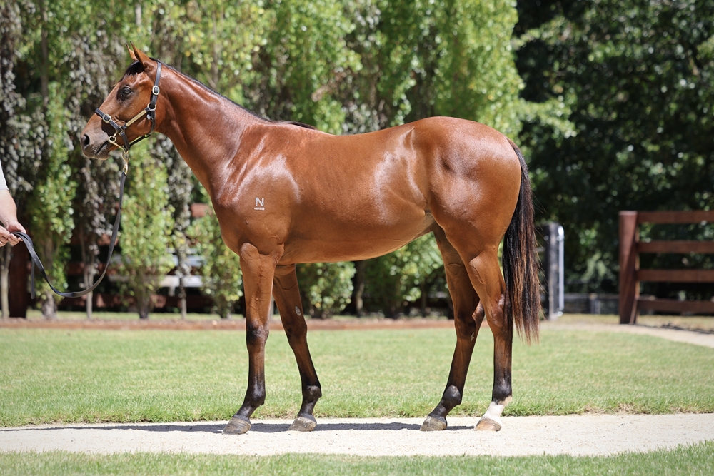 Tassort (AUS) / Dorothy Gail (AUS) 2024 Colt - Image 1