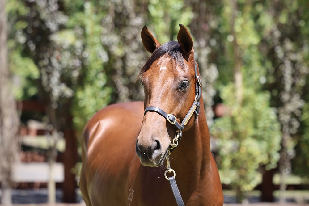 Tassort (AUS) / Dorothy Gail (AUS) 2024 Colt - Image 2