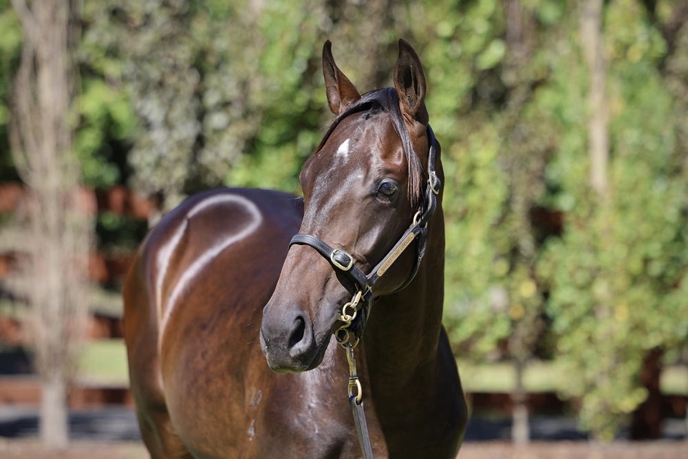Artorius (AUS) / Miss Moana (NZ) 2024 Colt - Image 2
