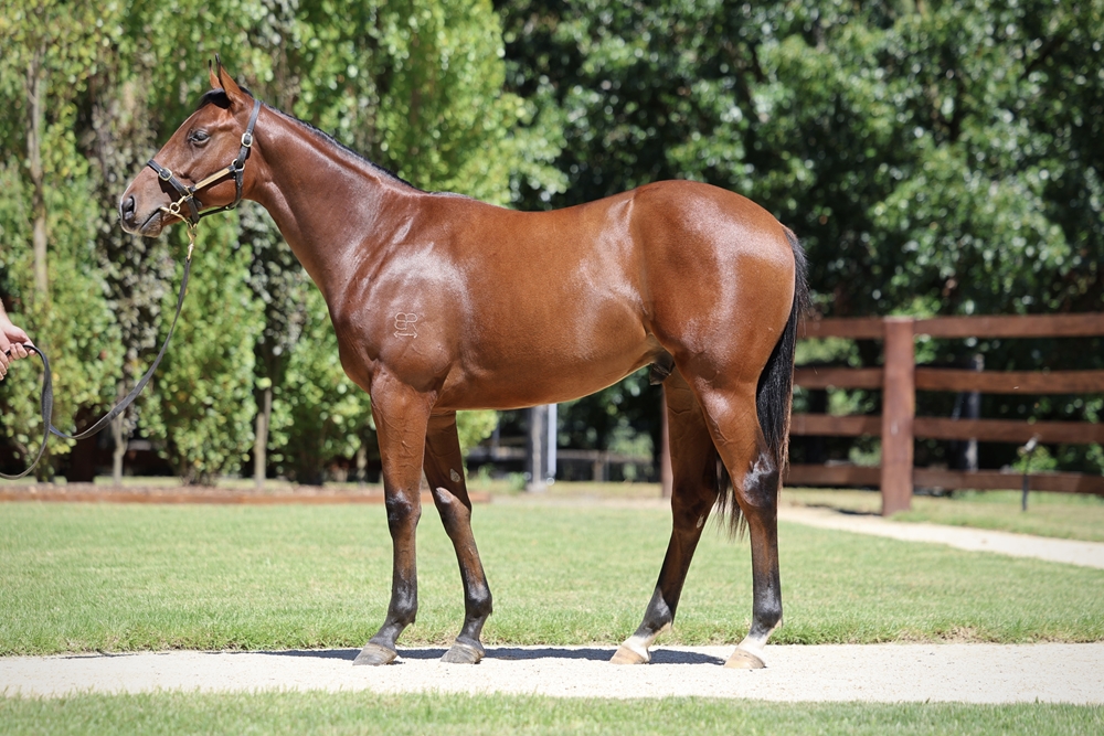 Portland Sky (AUS) / Northern Glory (AUS) 2024 Colt - Image 1