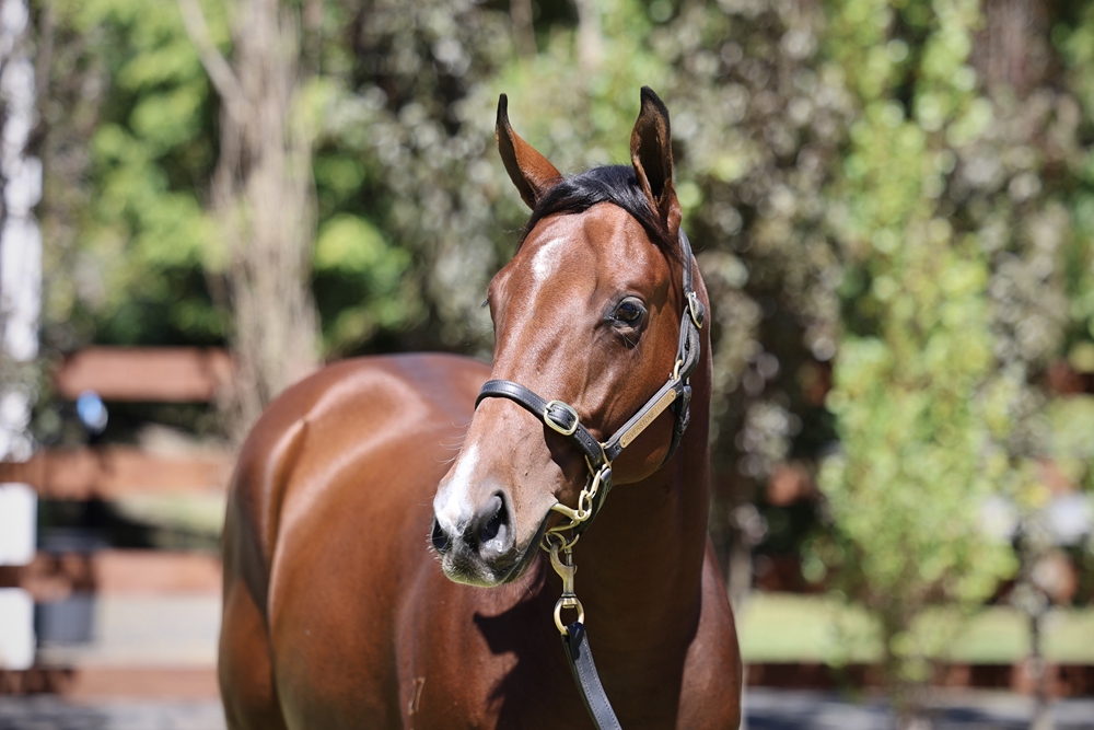 Portland Sky (AUS) / Northern Glory (AUS) 2024 Colt - Image 2