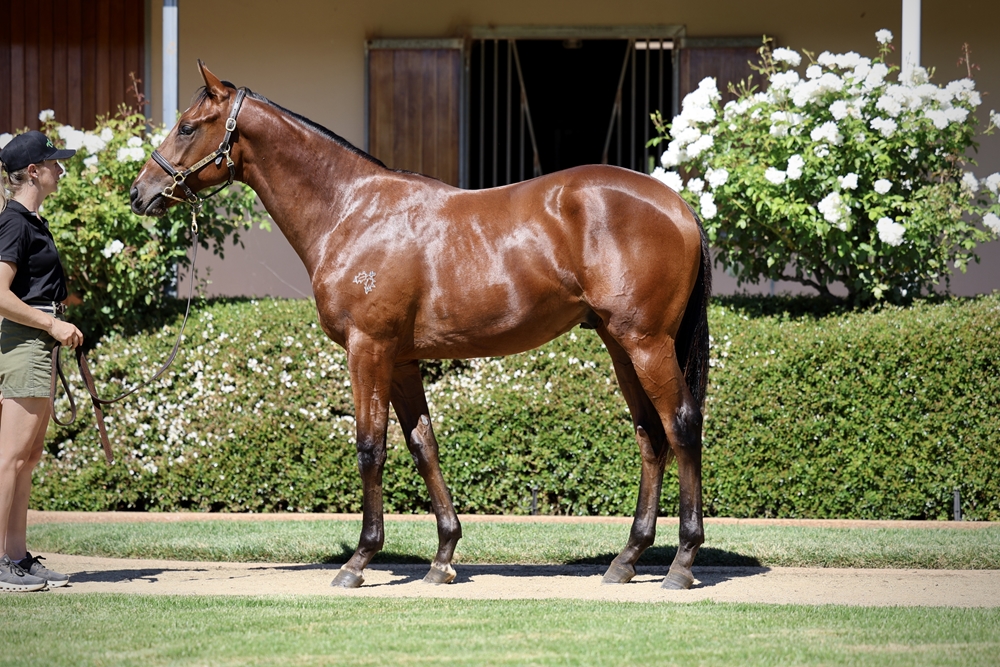 I Am Immortal (AUS) / Treble (AUS) 2024 Colt - Image 1