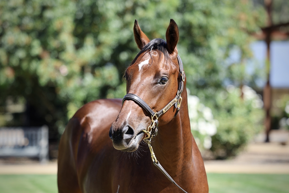 I Am Immortal (AUS) / Treble (AUS) 2024 Colt - Image 2