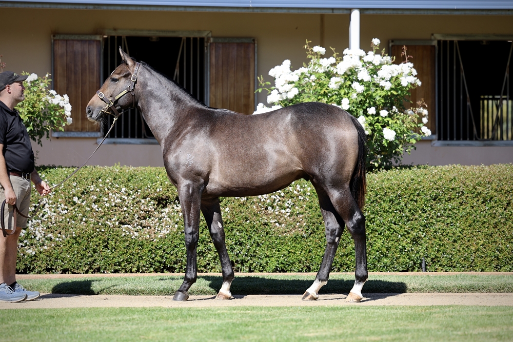 Star Witness (AUS) / Fortress (AUS) 2024 Colt - Image 1