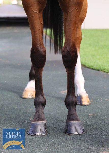 Symbolise front legs.jpg - Image 2