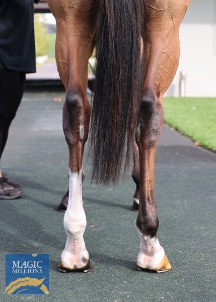 Symbolise hind legs.jpg - Image 3