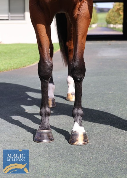 Wedding Vow front legs.jpg - Image 2