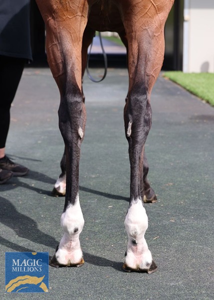 Wedding Vow hind legs.jpg - Image 3